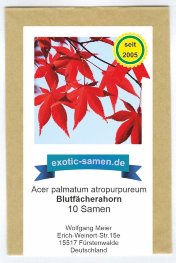 Acer palmatum atropurpureum - Roter Fächerahorn - Blutfächerahorn - 10 Samen