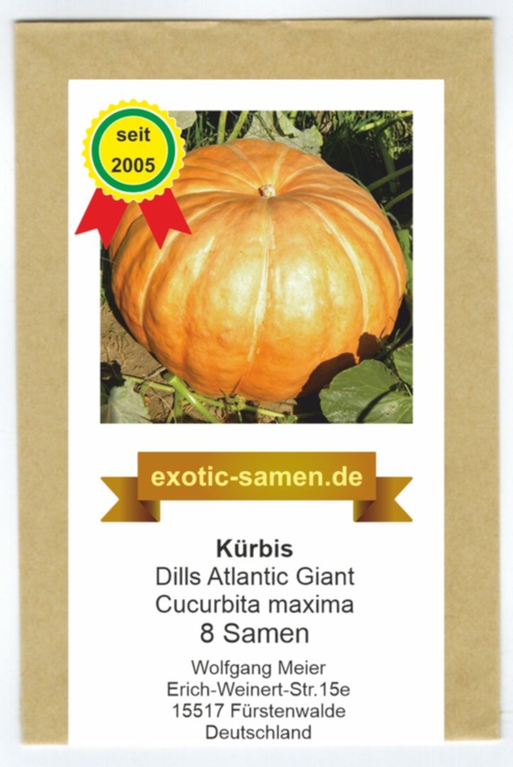 5 Samen Kürbis Riesig Atlantic Giant N58 Pumpkin Seeds Cucurbita Maxima