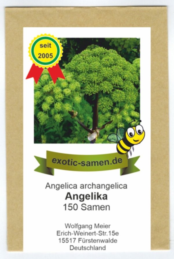 Arznei-Engelwurz – Echter Engelwurz – Angelica archangelica – Gewürz- und Arzneipflanze – 150 Samen