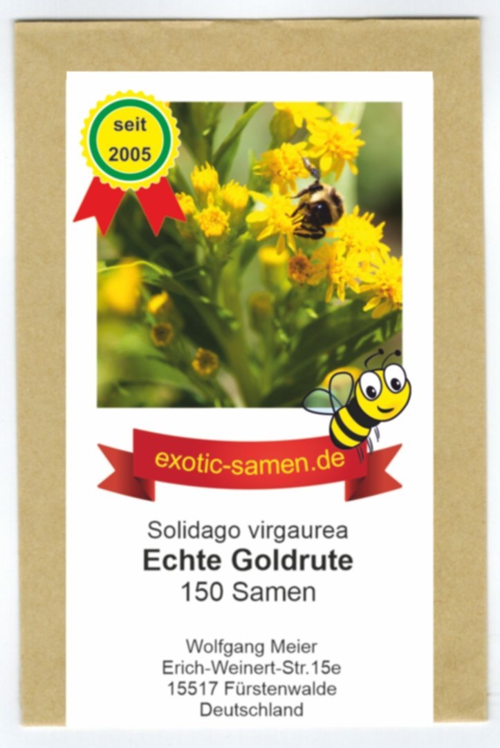 Gewöhnliche Goldrute Solidago virgaurea  Zier und Heilpflanze 110 Samen 