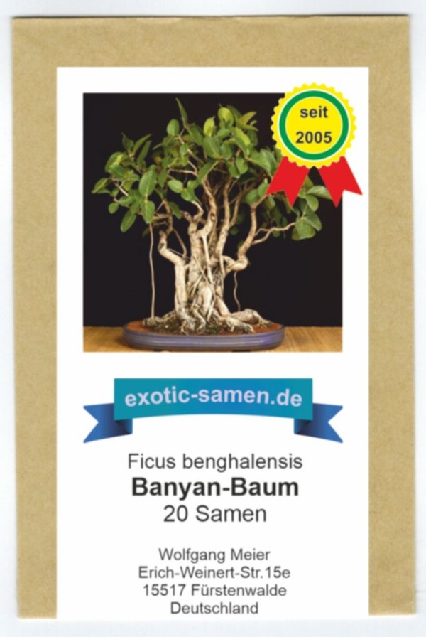 Bonsai - Ficus benghalensis - Banyan-Baum - 20 Samen