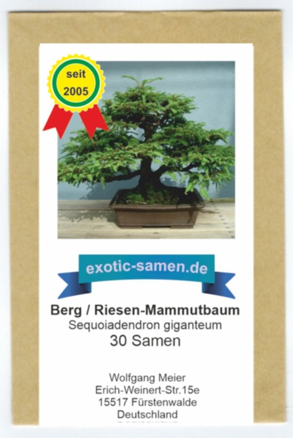Bonsai - Sequoiadendron giganteum - Bergmammutbaum (30 Samen)