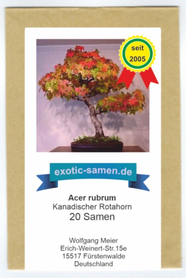 Bonsai - Acer rubrum - kanadischer Rotahorn - 20 Samen