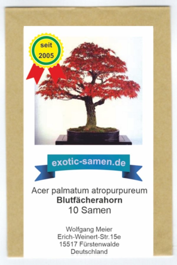 Bonsai - Acer palmatum atropurpureum - Blutfächerahorn - 10 Samen