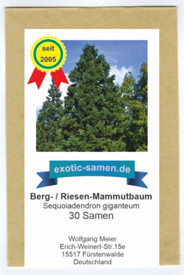 Berg-Mammutbaum - Bergmammutbaum - Sequoiadendron giganteum - 30 Samen