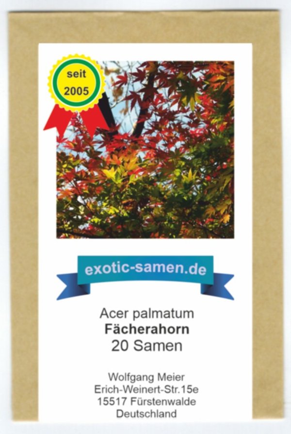 Acer palmatum - Fächerahorn - 20 Samen