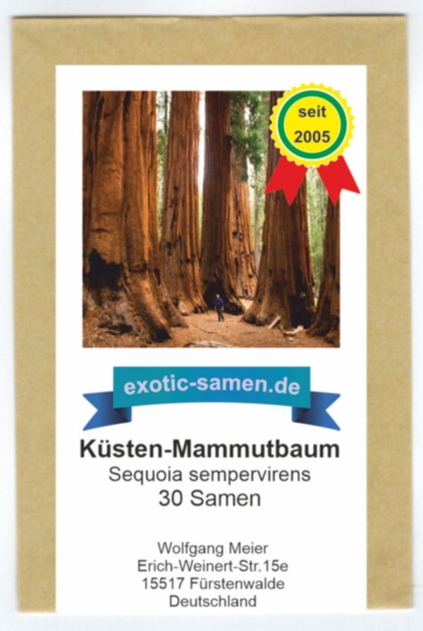 Sequoia sempervirens - Küsten-Mammutbaum - 30 Samen