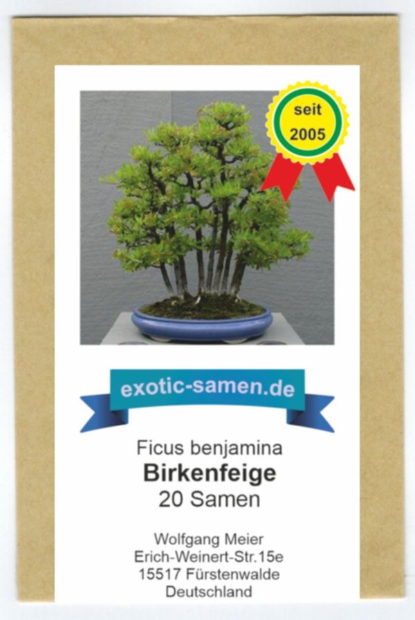 Bonsai - Birkenfeige - Ficus benjamina - 20 Samen