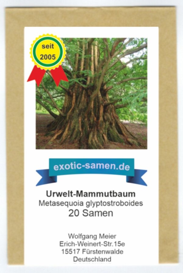 Metasequoia glyptostroboides - Urwelt-Mammutbaum - Chinesischer Rotholzbaum - 20 Samen