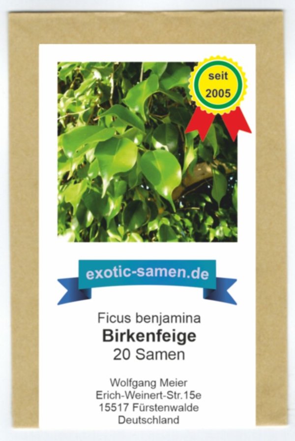 Ficus benjamina - Birkenfeige - Zimmerpflanze - 20 Samen